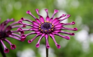 starburst_purple_flower_image