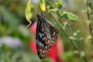 blue-black-butterfly-red-flower-image