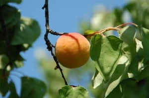 apricot-tree-blue-sky-image