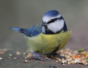 little-blue-yellow-chickadee-image