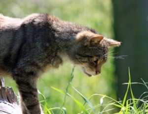 cat-looking-down-grass-image