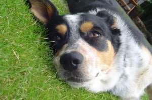 cute-dog-lying-in-grass-image