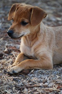 brown-pup-crossed-legs-image