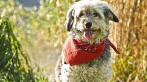 scruffy-dog-tongue-out-red-bandana-image