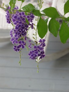 hanging-purple-flowers-house-image