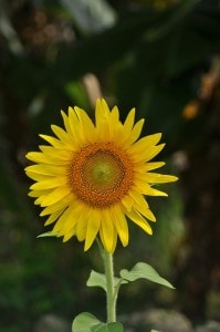 sunflower-standing-tall-image