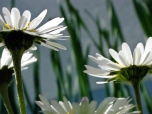 underside-of-daisies-image