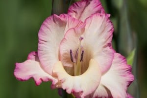 gladiolus-pink-white-yellow-image