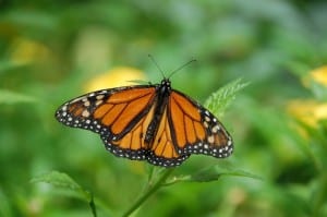 lovely-orange-black-butterfly-wings-image