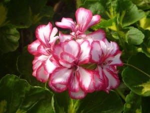 bright-pink-white-bouquet-on-green-image