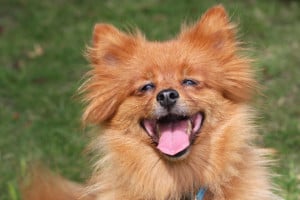 happy-red-dog-laughing-image