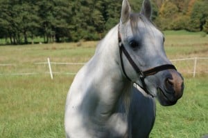 gray-horse-image