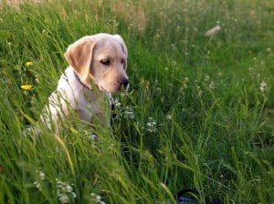 dog-in-high-grass-image