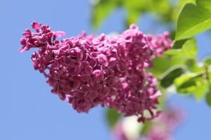 lilac-against-blue-sky-image