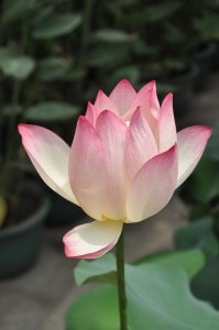 lotus-up-close-image