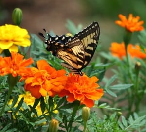 orange-black-swallowtail-image