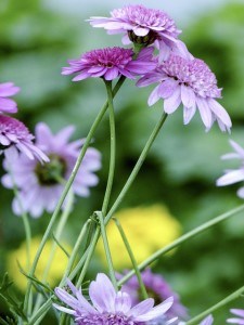 lavender-tangle-flowers-image