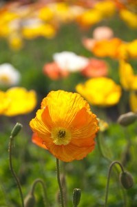 field-of-poppies-yellow-orange-white-image