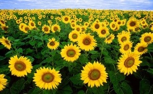 vast-field-of-sunflowers-image
