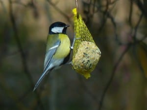 yellow-chickadee-type-bird-image