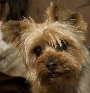 yorkie-face-up-close-image