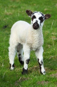 sheep-black-white-spotted-in-green-field-image