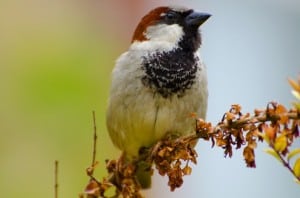 fall-sparrow-image