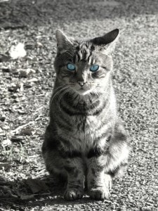 blue-eyes-black-and-white-cat-sitting-image