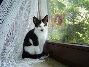 cat-in-window-seat-image