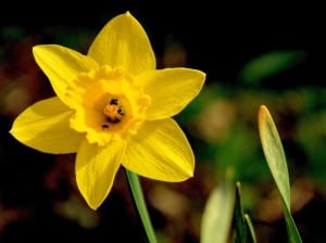 daffodil-star-image