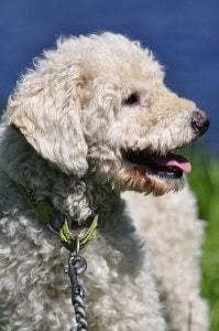 poodle-dog-white-image