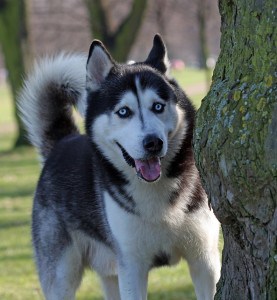 husky-tree-image