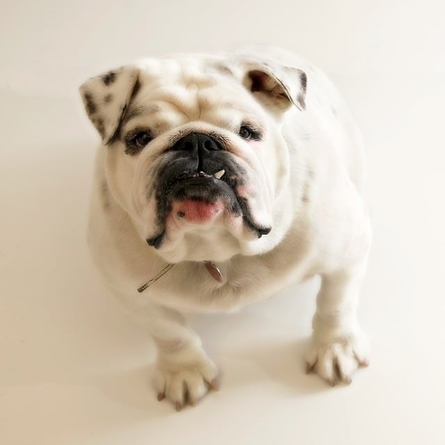 white-bulldog-warm-background-image