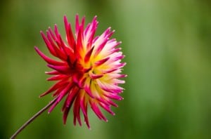 flower-burst-pink-yellow-white-image