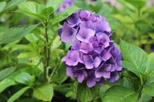 bright-purple-flowers-on-green-background-image