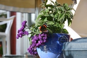 basket-of-purple-flowers-butterfly-image