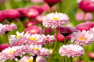 flowers-field-of-pink-image