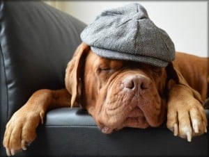 dog-and-hat-image