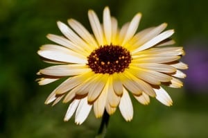 marigold-up-close-image