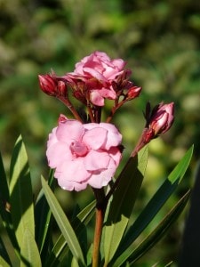 pink-oleander-image