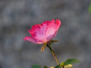 bright-pink-single-rose-image