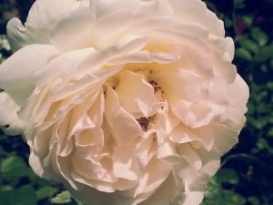 rose-167985_640