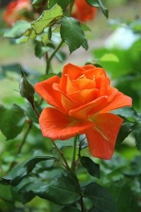 bright-orange-red-rose-image