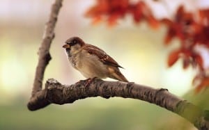 sparrow-fall-leaves-image