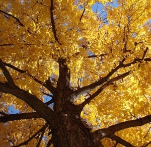 fall-yellow-leaves-treetop-image