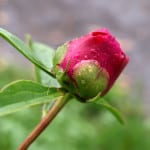 red-rose-stalk-image