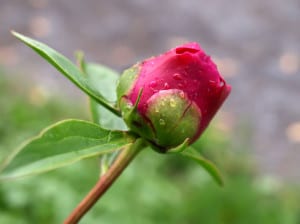 red-rose-stalk-image