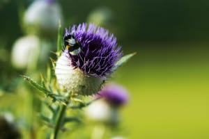 thistle-purple-fuzzy-green-image