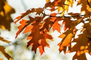 autumn-leaves-bright-orange-image