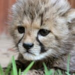 baby-cheetah-image